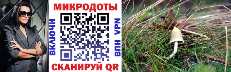 цены   Нея  Галлюциногенные грибы мицелий 
